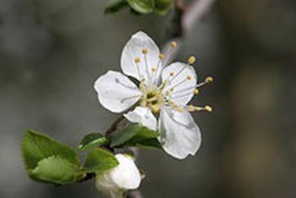 Cirey-sur-Vezouze Maisonmazerand מראה חיצוני תמונה
